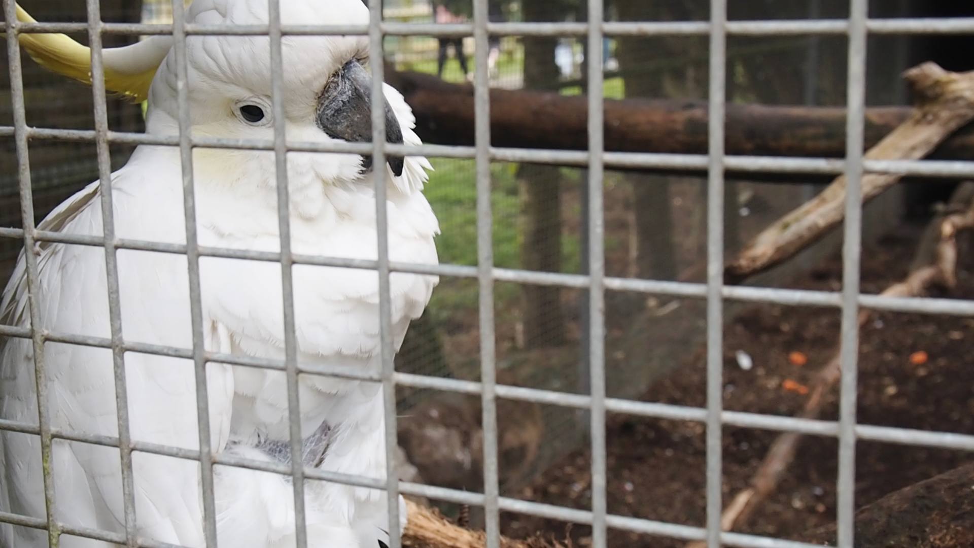 LincolnshireWildlifeParkWhite Emma Victoria Stokes